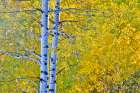USA, Wyoming. Aspens in fall color along Buffalo Valley Road Art Print